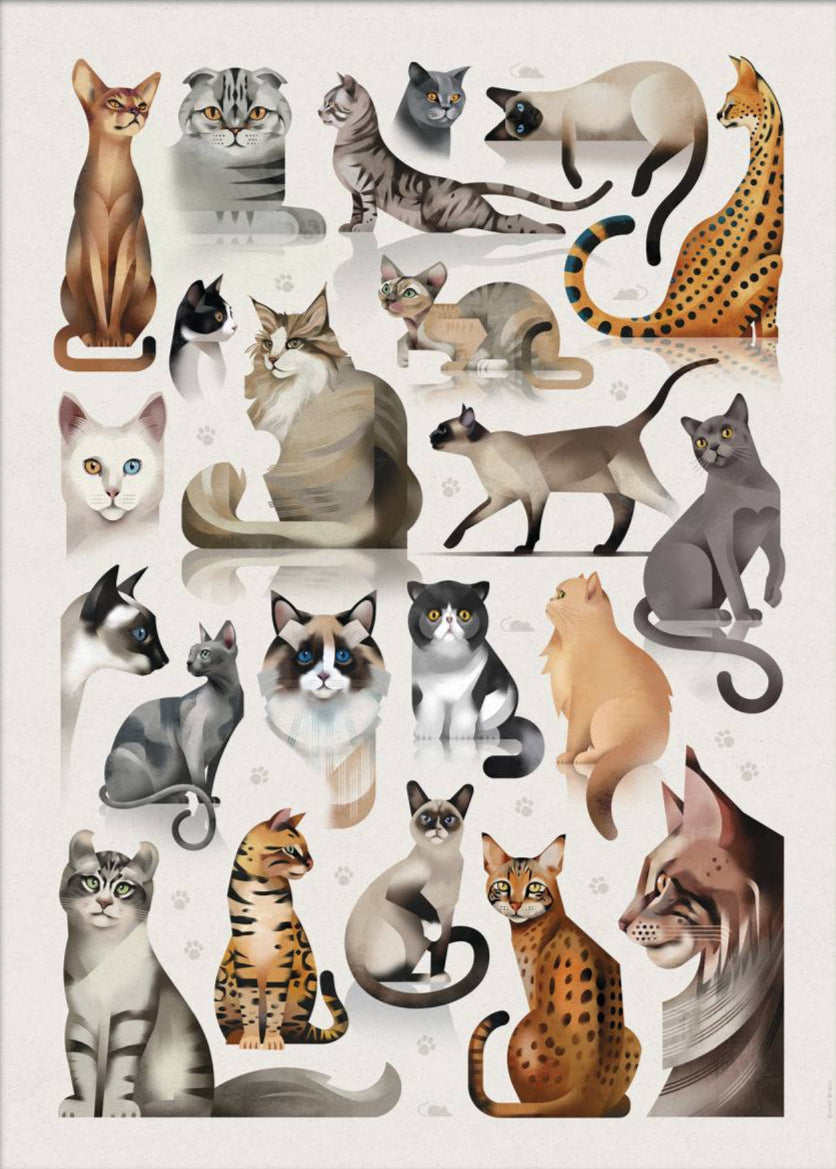 Dieter Braun poster cats 50 x 70 cm kopen