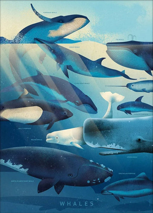 Dieter Braun poster whales 50 x 70 cm