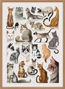 Dieter Braun poster cats 50 x 70 cm framed