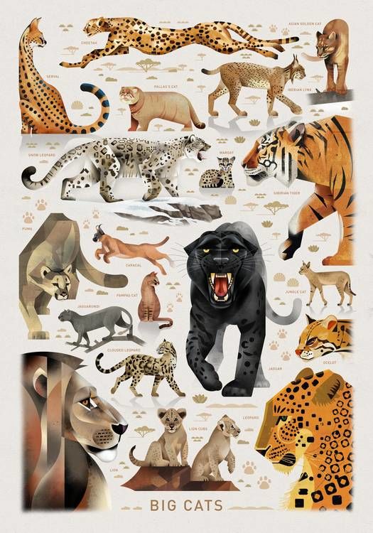 Dieter Braun poster Big Cats 50 x 70 cm